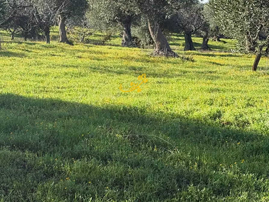 Immagine 9 di Baita in vendita  in Strada Comunale Monte Della Vecchia a Polignano A Mare