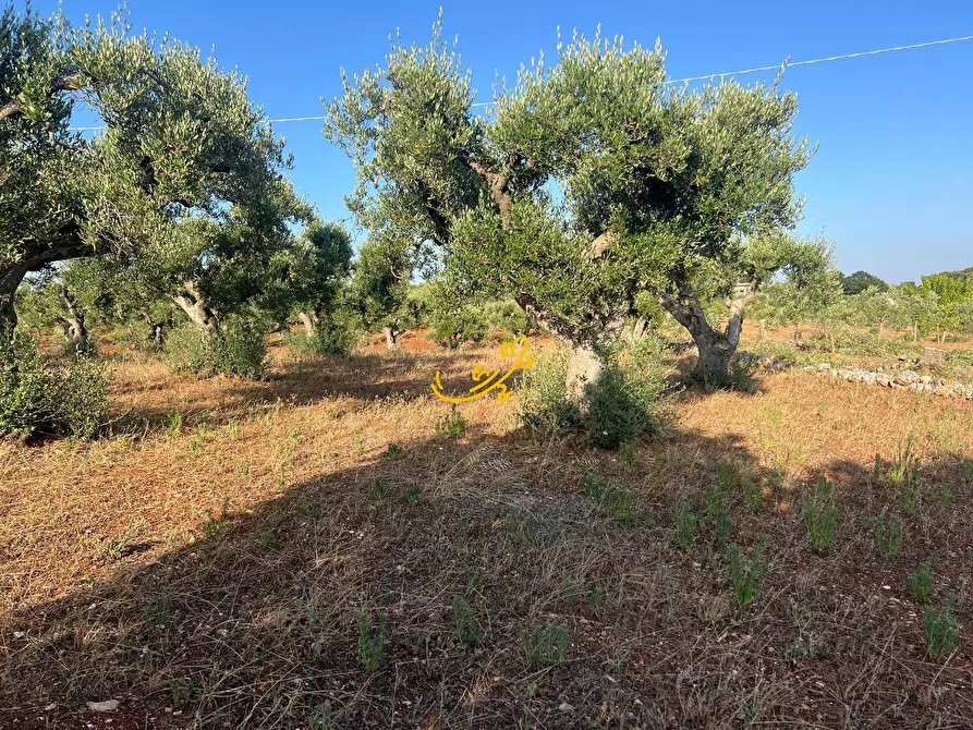 Immagine 3 di Baita in vendita  in Str. Capo di Gallo Zippo a Martina Franca