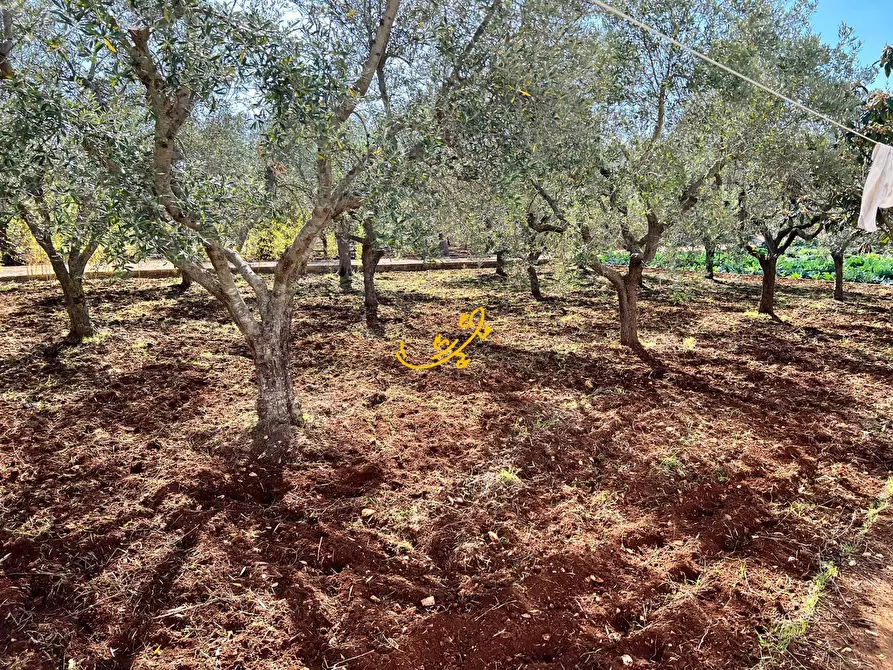 Immagine 36 di Villa in vendita  in C.Da San Gerardo a Monopoli