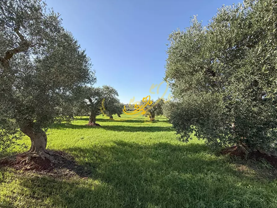 Immagine 13 di Rustico / casale in vendita  in S.C. Santo Stefano a Castellana Grotte