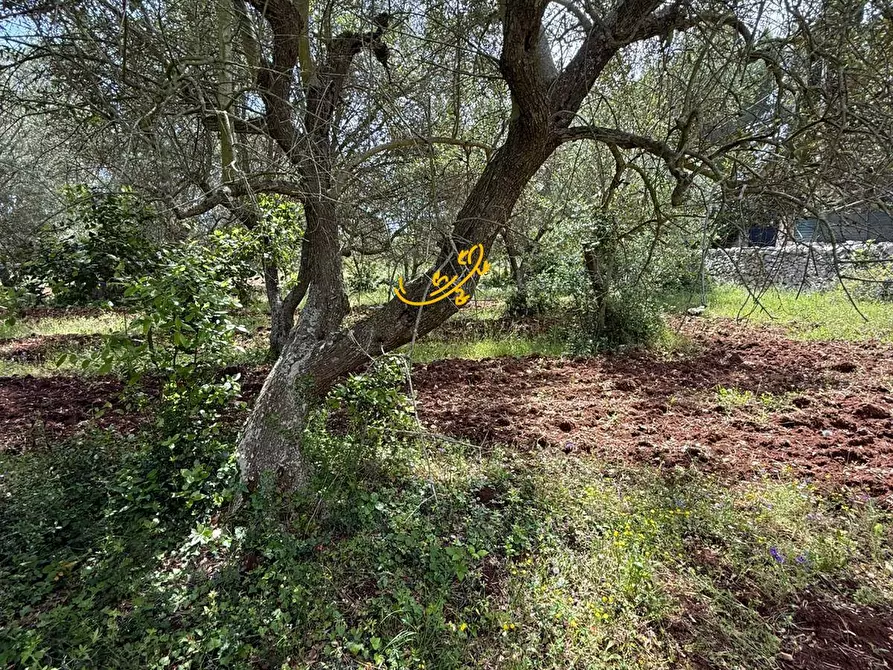 Immagine 15 di Baita in vendita  in S.V Marchione a Monopoli