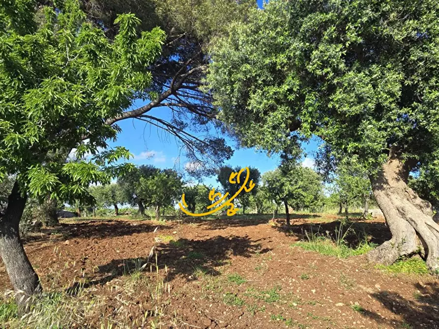 Immagine 7 di Baita in vendita  in S.C. Montaltino a Polignano A Mare
