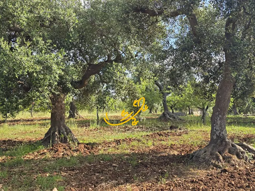 Immagine 18 di Baita in vendita  in S.C. Montaltino a Polignano A Mare