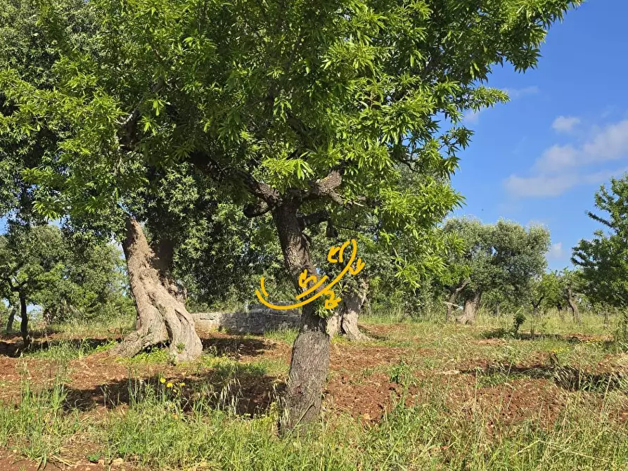 Immagine 19 di Baita in vendita  in S.C. Montaltino a Polignano A Mare