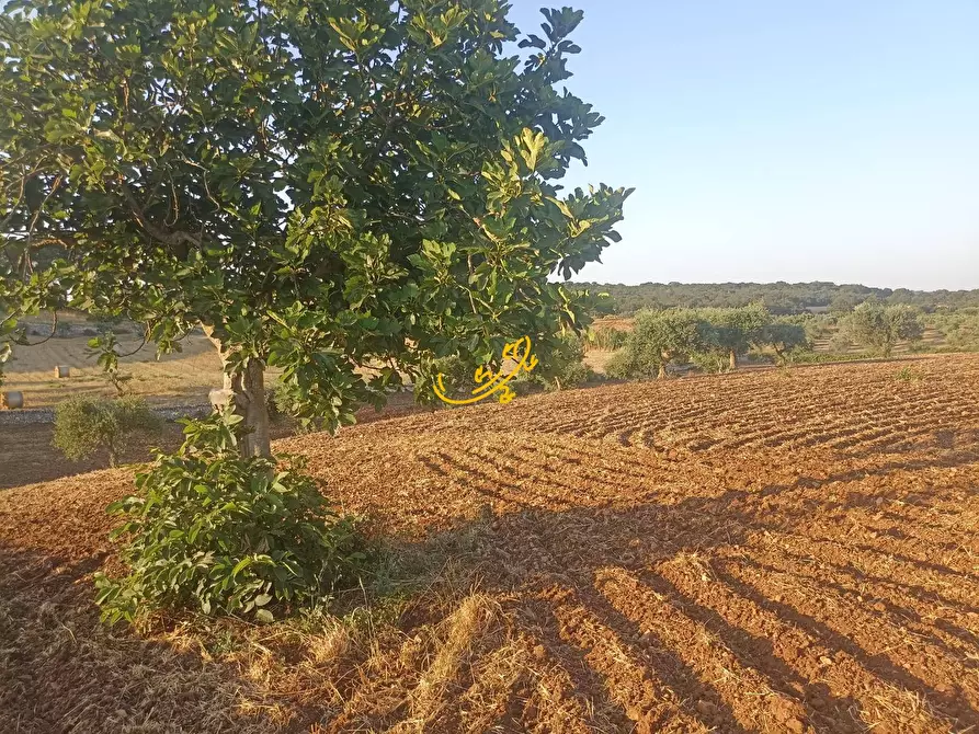 Immagine 8 di Baita in vendita  in C.da Carpari a Martina Franca