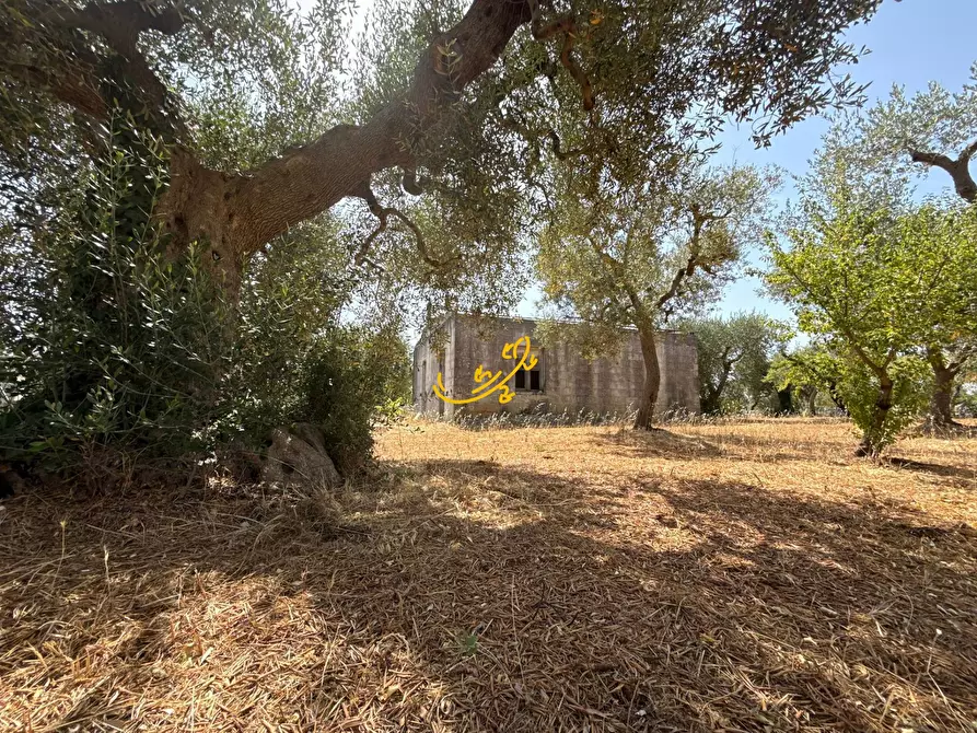 Immagine 4 di Rustico / casale in vendita  in C.da Balice a Monopoli