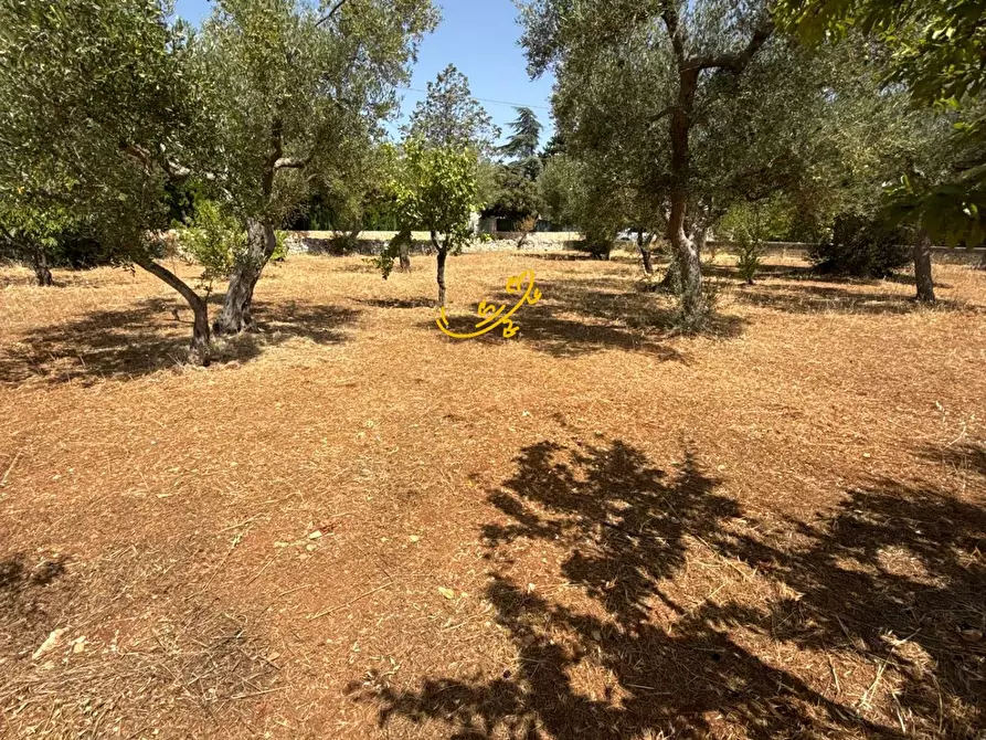 Immagine 14 di Rustico / casale in vendita  in C.da Balice a Monopoli