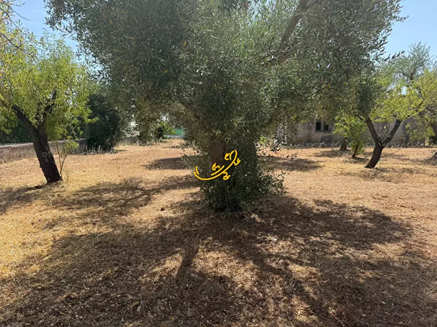 Immagine 18 di Rustico / casale in vendita  in C.da Balice a Monopoli