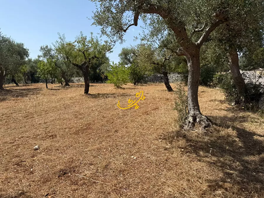 Immagine 19 di Rustico / casale in vendita  in C.da Balice a Monopoli