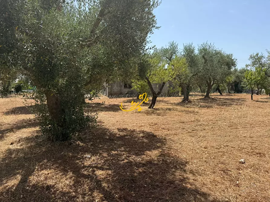 Immagine 20 di Rustico / casale in vendita  in C.da Balice a Monopoli