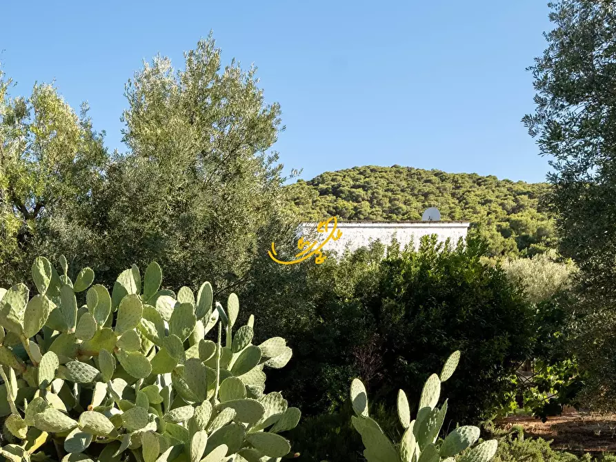 Immagine 5 di Rustico / casale in vendita  in Contrada Monte Pizzuto a Fasano