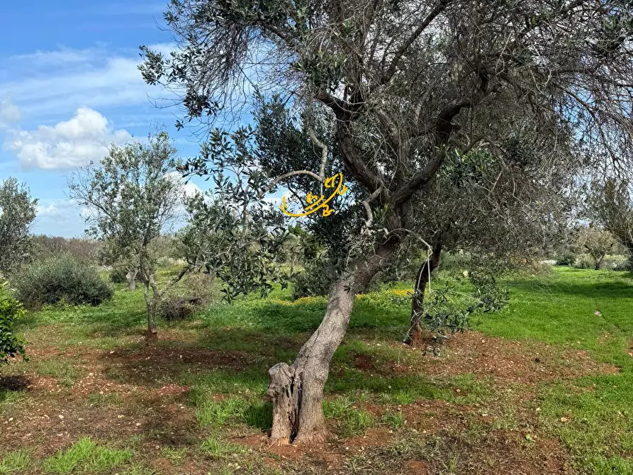 Immagine 3 di Baita in vendita  in Contrada Grotta SN a Ostuni
