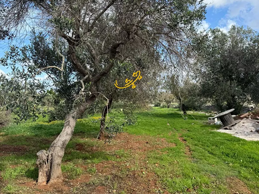 Immagine 8 di Baita in vendita  in Contrada Grotta SN a Ostuni