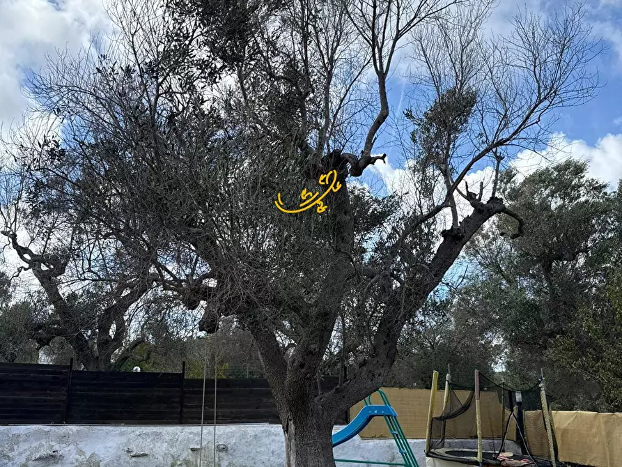Immagine 46 di Baita in vendita  in Contrada Grotta SN a Ostuni