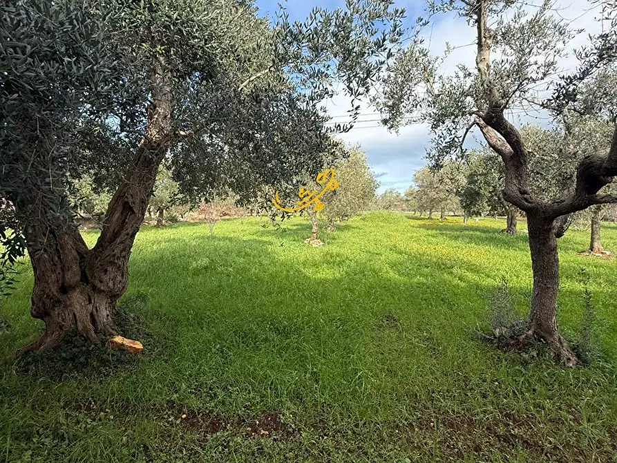 Immagine 16 di Villa in vendita  in Strada Contrada Romanelli a Monopoli