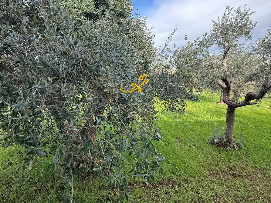 Immagine 20 di Villa in vendita  in Strada Contrada Romanelli a Monopoli