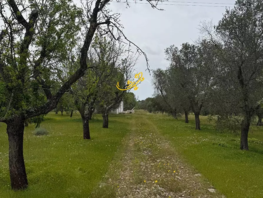 Immagine 34 di Rustico / casale in vendita  in Contrada Boccadoro a Ostuni