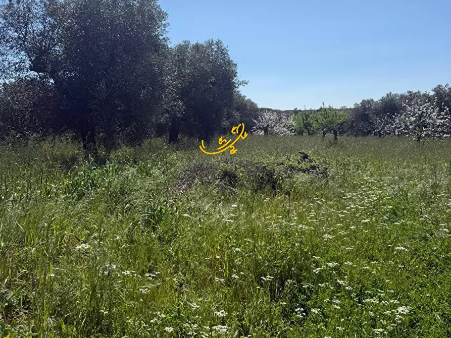 Immagine 6 di Baita in vendita  in Contrada San Pietro a Conversano