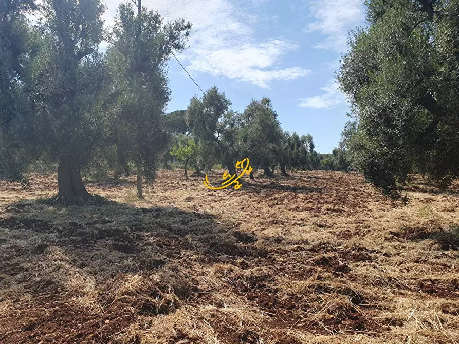Immagine 10 di Baita in vendita  in Contrada Tavarello a Monopoli
