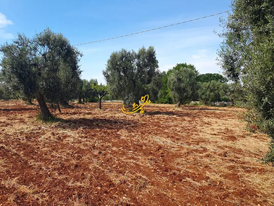 Immagine 11 di Baita in vendita  in Contrada Tavarello a Monopoli