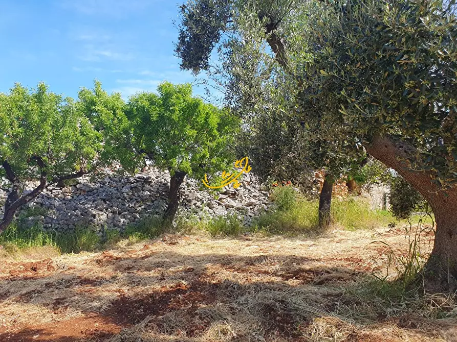 Immagine 9 di Baita in vendita  in Contrada Tavarello a Monopoli