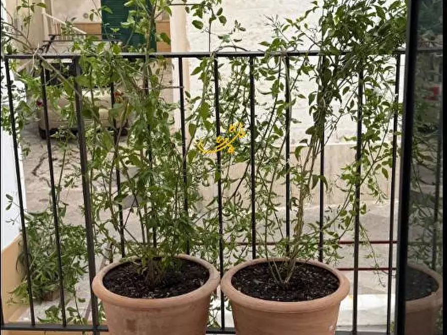 Immagine 32 di Appartamento in vendita  in Via Santa Maria a Monopoli