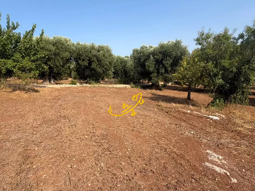 Immagine 6 di Rustico / casale in vendita  in Contrada Chiancafredda a Castellana Grotte