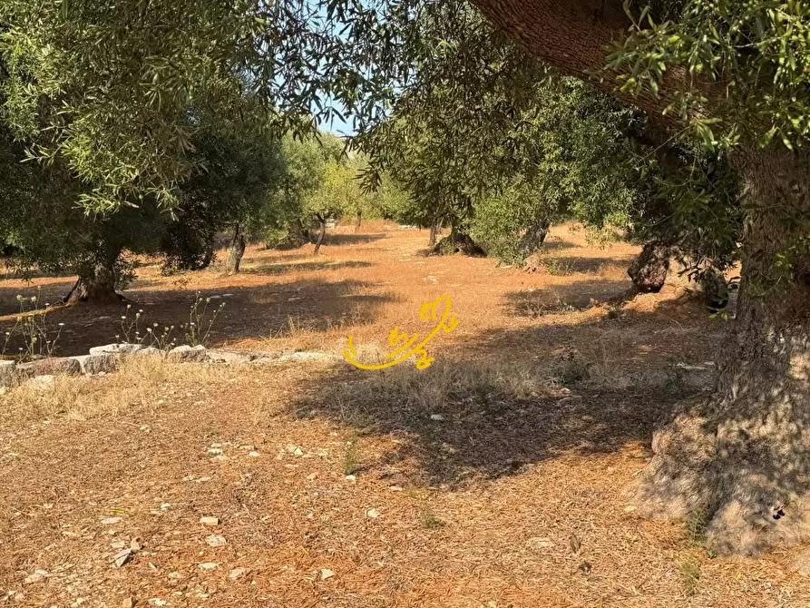Immagine 9 di Rustico / casale in vendita  in Contrada Chiancafredda a Castellana Grotte