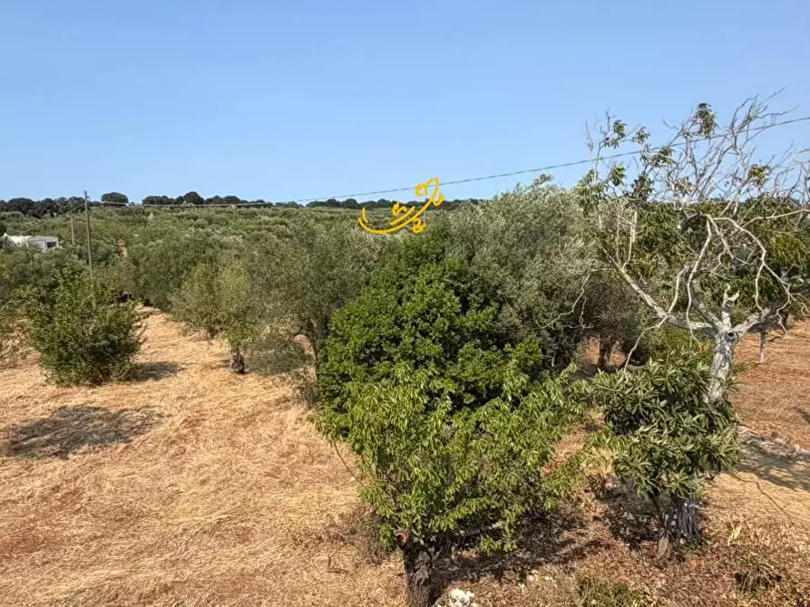 Immagine 19 di Baita in vendita  in Contrada Centrone Piccolo a Castellana Grotte