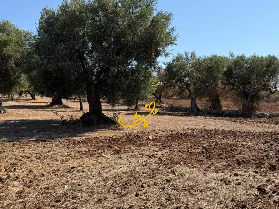 Immagine 4 di Rustico / casale in vendita  in Traversa Tratturo Fanelli a Castellana Grotte