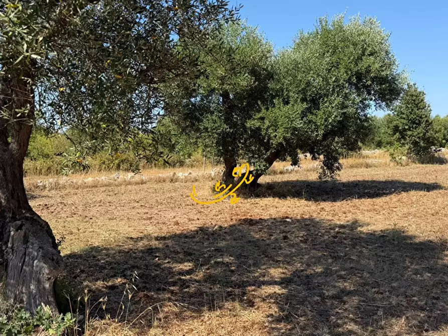Immagine 5 di Rustico / casale in vendita  in Traversa Tratturo Fanelli a Castellana Grotte