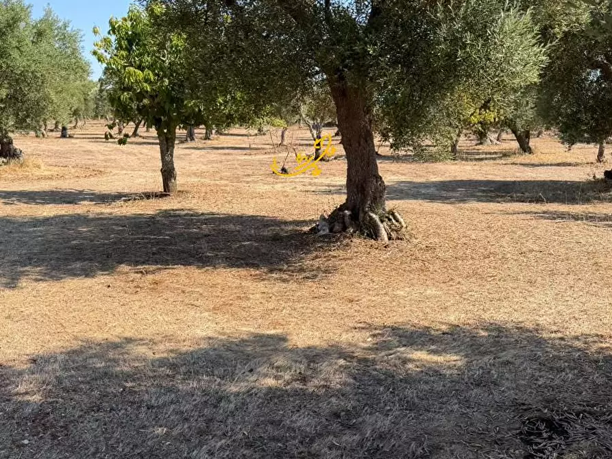 Immagine 6 di Rustico / casale in vendita  in Traversa Tratturo Fanelli a Castellana Grotte