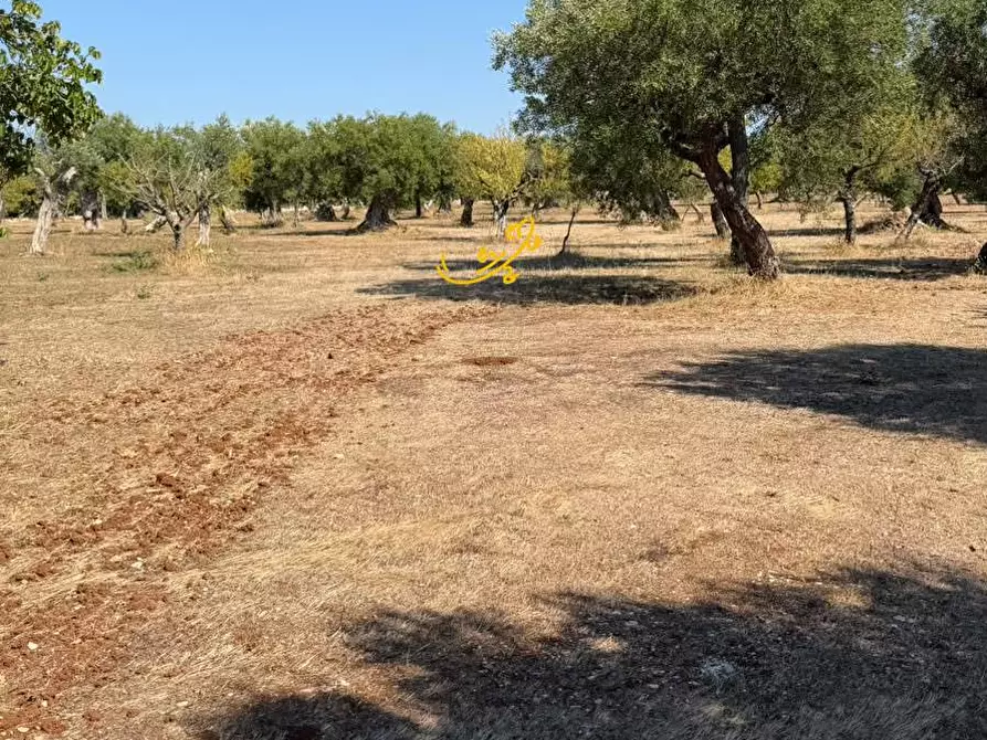 Immagine 7 di Rustico / casale in vendita  in Traversa Tratturo Fanelli a Castellana Grotte