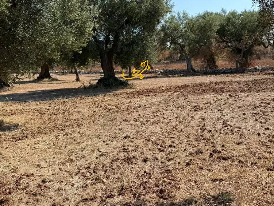 Immagine 8 di Rustico / casale in vendita  in Traversa Tratturo Fanelli a Castellana Grotte