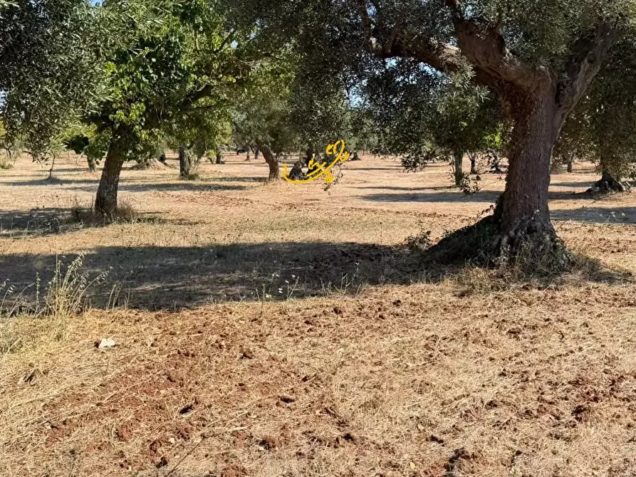 Immagine 9 di Rustico / casale in vendita  in Traversa Tratturo Fanelli a Castellana Grotte