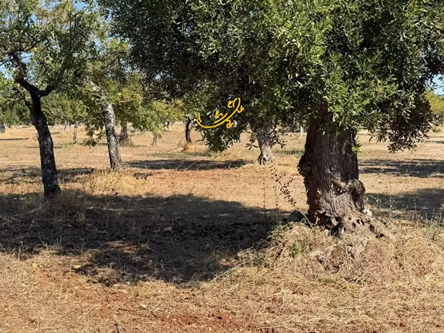 Immagine 10 di Rustico / casale in vendita  in Traversa Tratturo Fanelli a Castellana Grotte