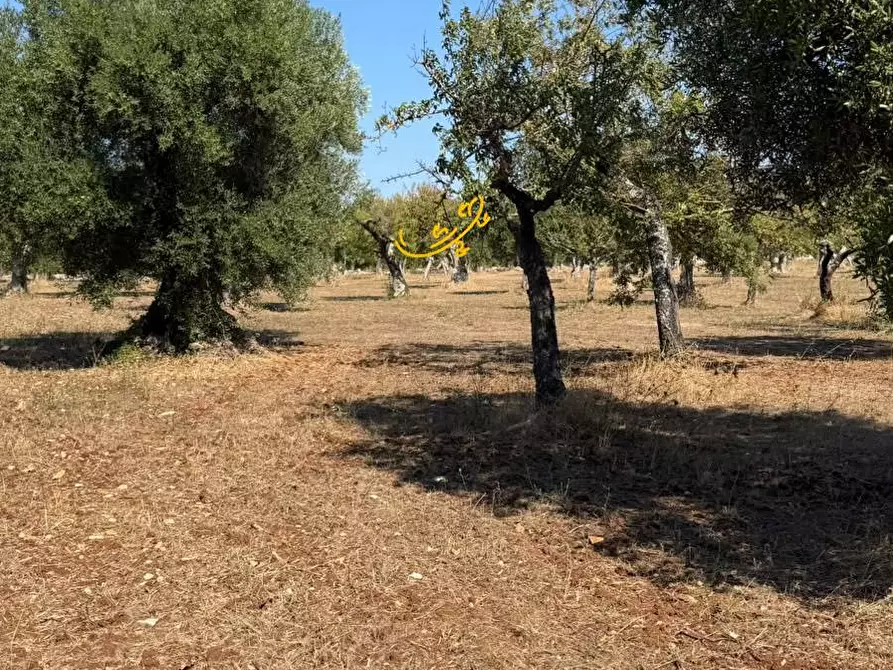 Immagine 11 di Rustico / casale in vendita  in Traversa Tratturo Fanelli a Castellana Grotte