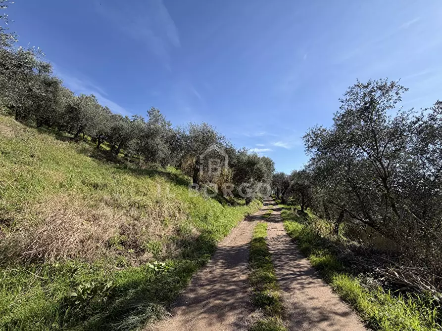 Immagine 4 di Terreno agricolo in vendita  in Strada Provinciale Colligiana a Buggiano