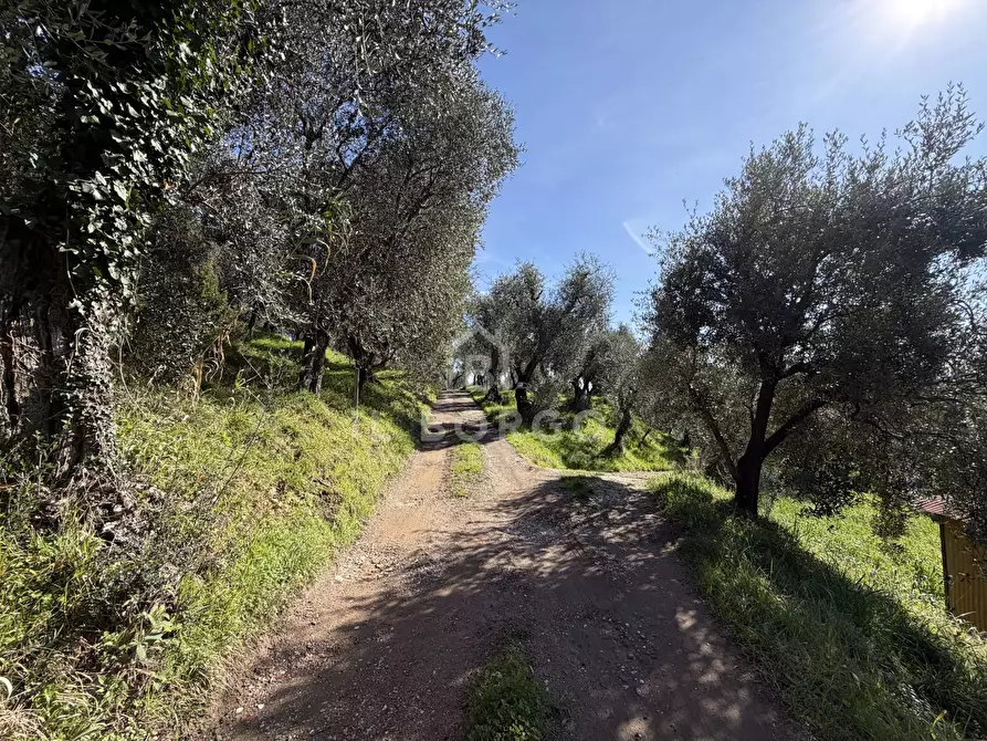 Immagine 10 di Terreno agricolo in vendita  in Strada Provinciale Colligiana a Buggiano