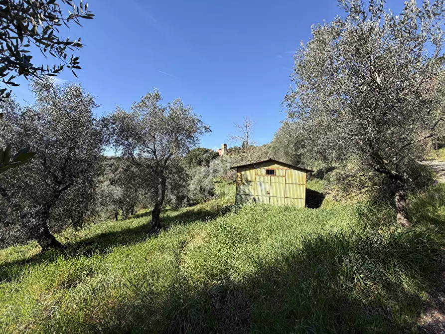 Immagine 2 di Terreno agricolo in vendita  in Strada Provinciale Colligiana a Buggiano