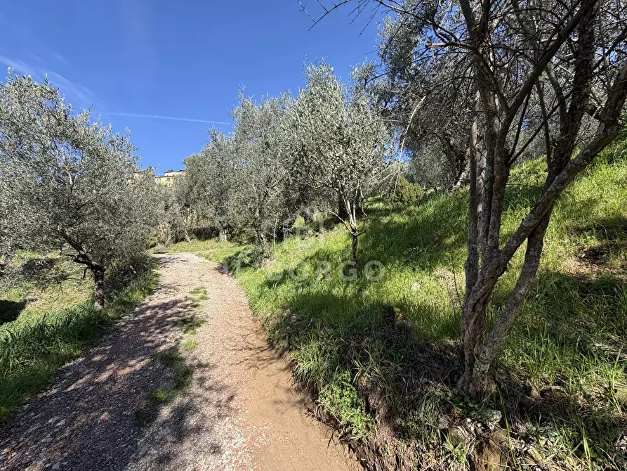 Immagine 11 di Terreno agricolo in vendita  in Strada Provinciale Colligiana a Buggiano