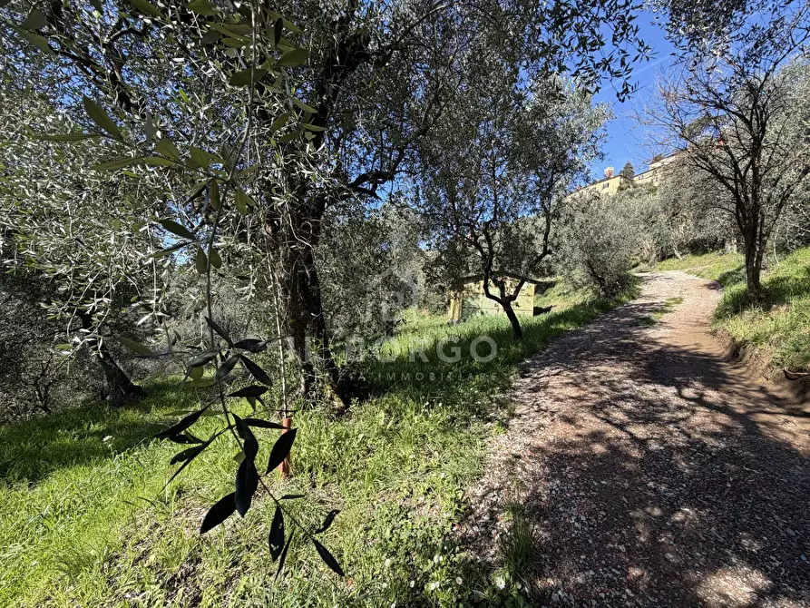 Immagine 12 di Terreno agricolo in vendita  in Strada Provinciale Colligiana a Buggiano