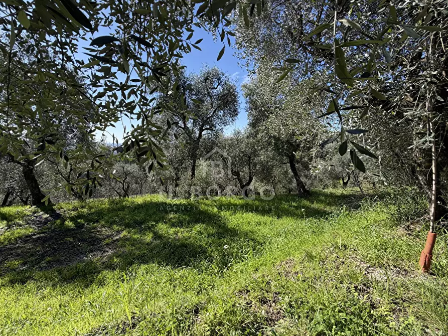 Immagine 5 di Terreno agricolo in vendita  in Strada Provinciale Colligiana a Buggiano