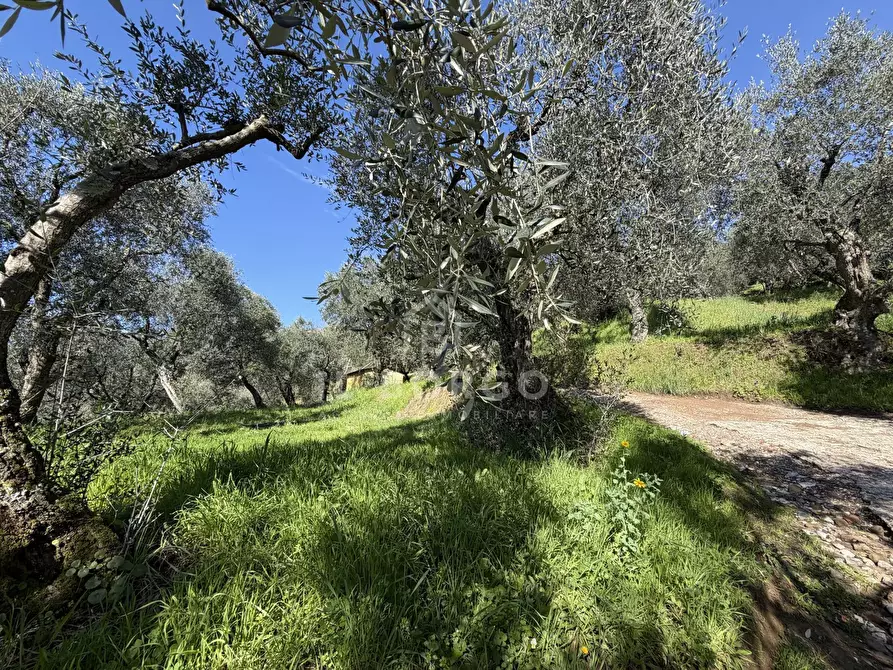Immagine 9 di Terreno agricolo in vendita  in Strada Provinciale Colligiana a Buggiano