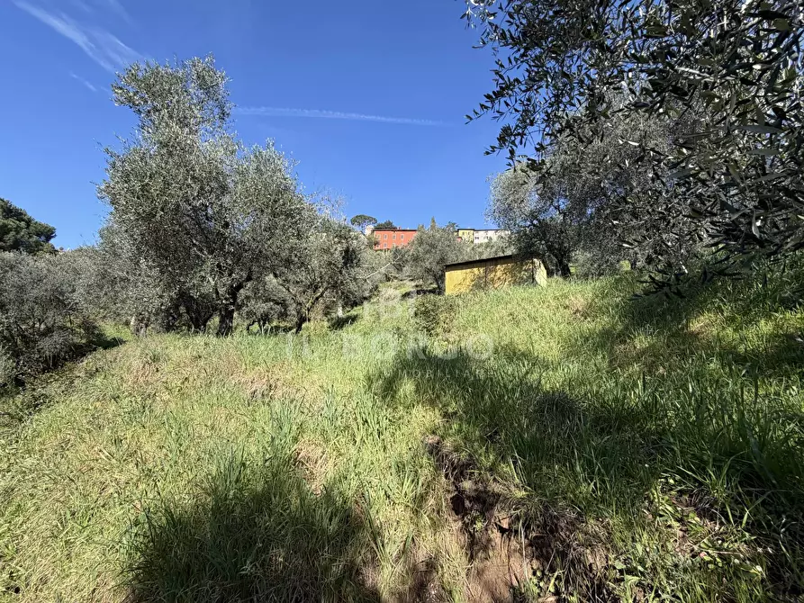 Immagine 6 di Terreno agricolo in vendita  in Strada Provinciale Colligiana a Buggiano