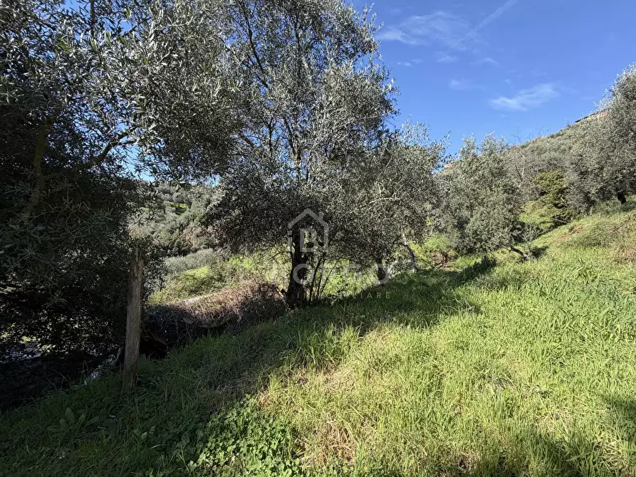 Immagine 8 di Terreno agricolo in vendita  in Strada Provinciale Colligiana a Buggiano
