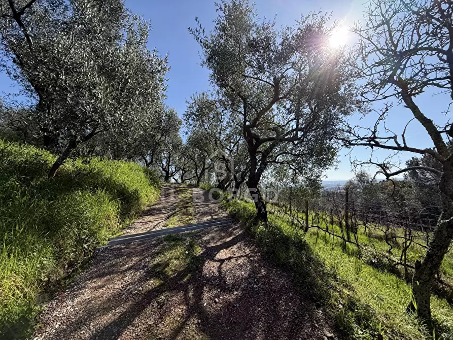 Immagine 7 di Terreno agricolo in vendita  in Strada Provinciale Colligiana a Buggiano