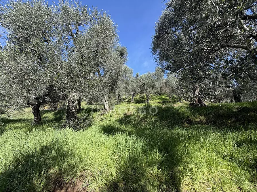 Immagine 13 di Terreno agricolo in vendita  in Strada Provinciale Colligiana a Buggiano