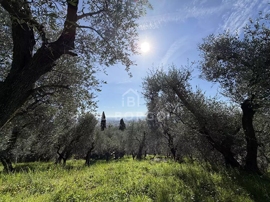 Immagine 14 di Terreno agricolo in vendita  in Strada Provinciale Colligiana a Buggiano