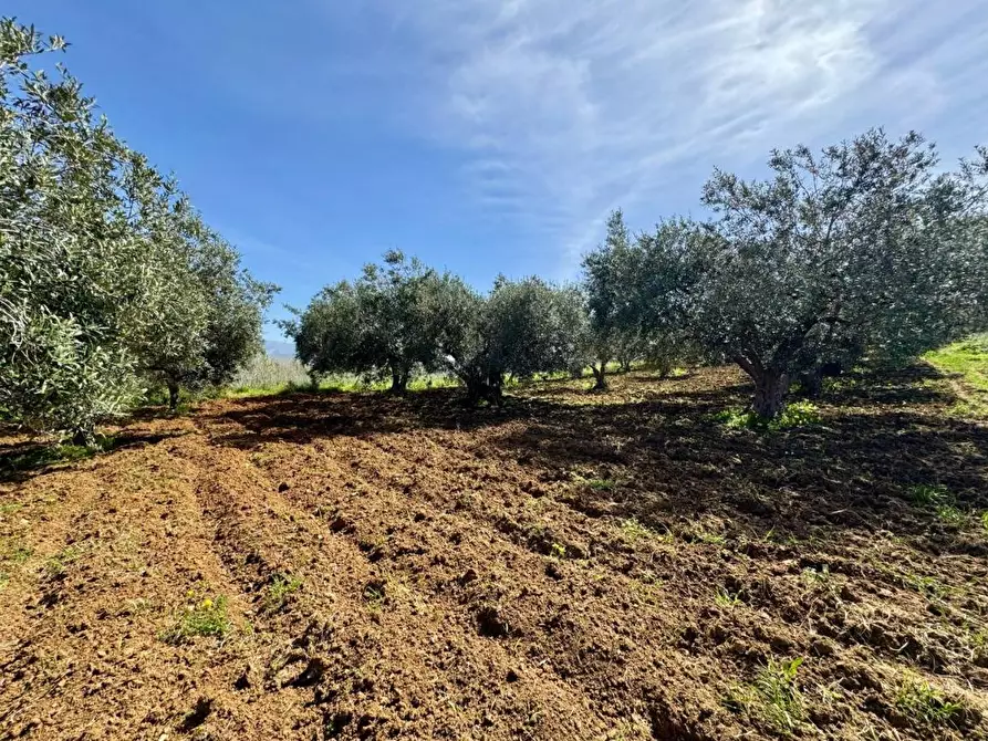 Immagine 4 di Rustico / casale in vendita  in Provinciale a Partinico
